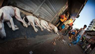 Stray dogs, Rabies, Kumar Marewad, Woke up to funeral