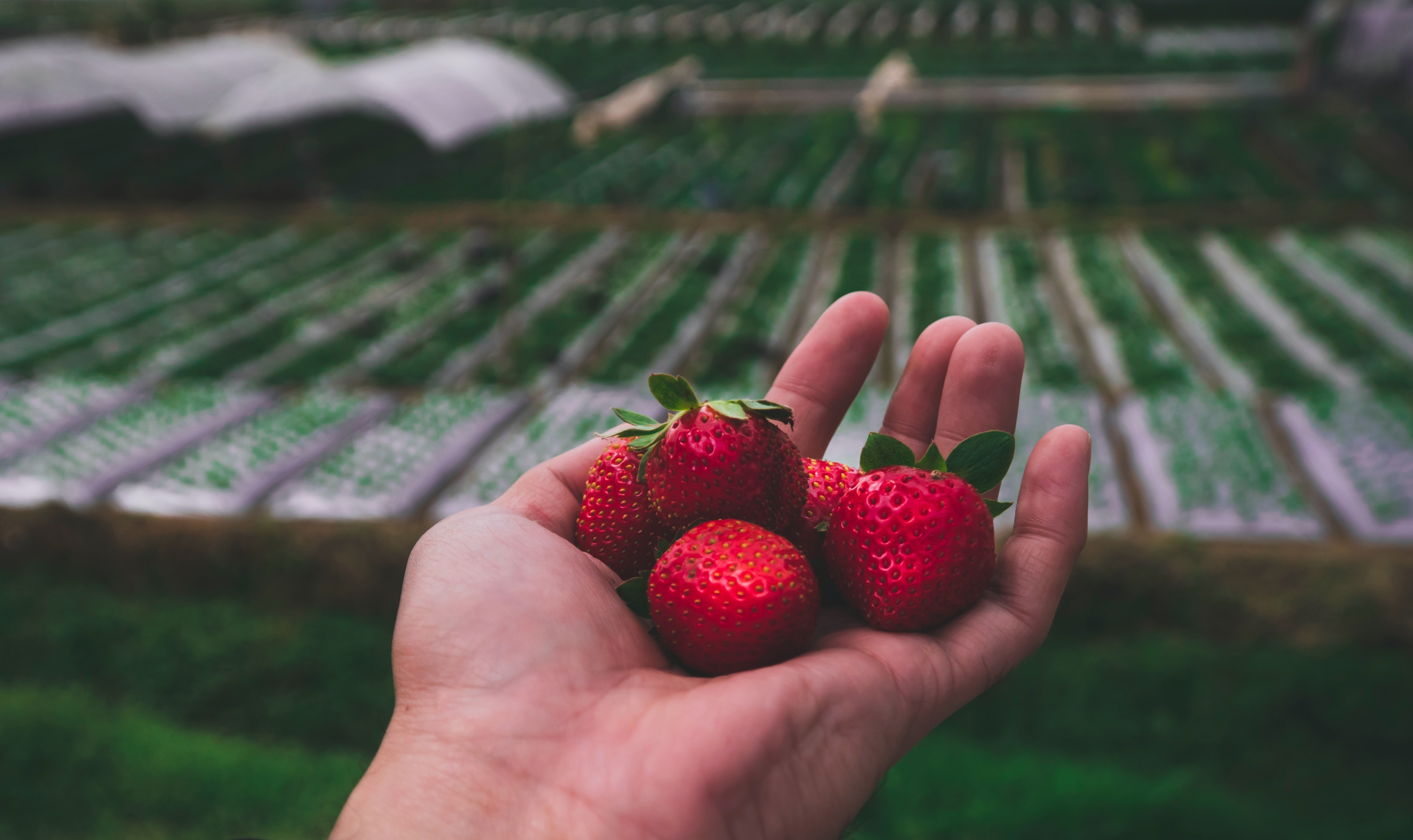 Strawberry Festival